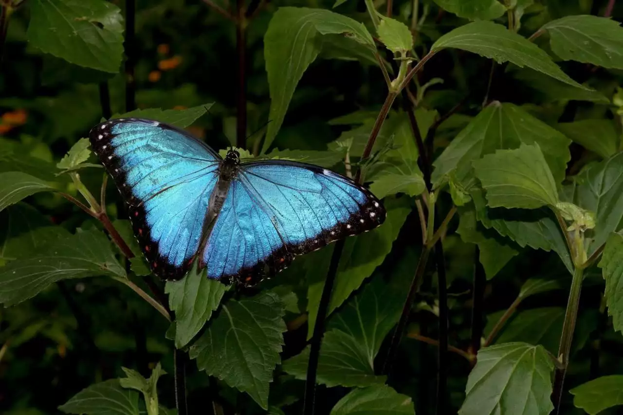 A borboleta azul